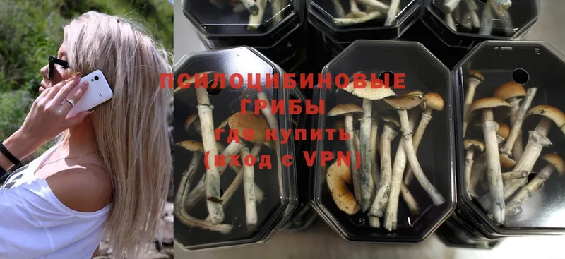 hydra зеркало  Шадринск  Галлюциногенные грибы Psilocybine cubensis 